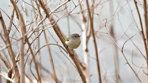 A small bird is perched on a branch in a tree Foto stock
