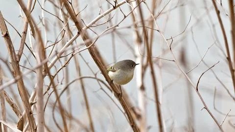 A small bird is perched on a branch in a tree Stock Photos