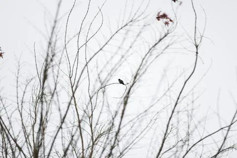 A small bird is perched on a branch of a tree in gloomy, cloudy weather Fotos Stock