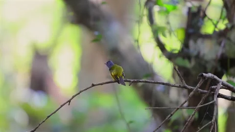 Small bird perched on branch in vibrant green forest setting. Stock-Footage 303822205