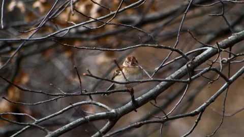 Small bird perched on a branch in winter time Stock Footage 221468872