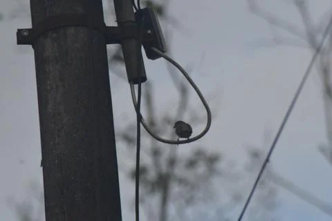 Small bird perched on cable Stock Photos