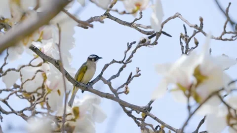 Small Bird Perched on Cherry Blossom Branches in Beautiful Spring Scenery Stock Footage 341874020