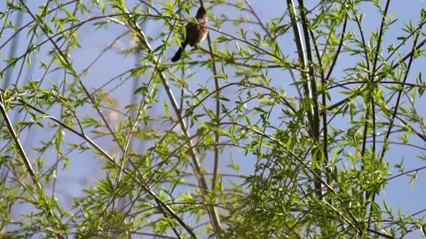 Small bird perched on delicate spring branches with green leaves in sunlight Stock Footage 347058821
