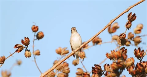Small bird perched on dried seed pod branch against blue sky 库存影片 342486584