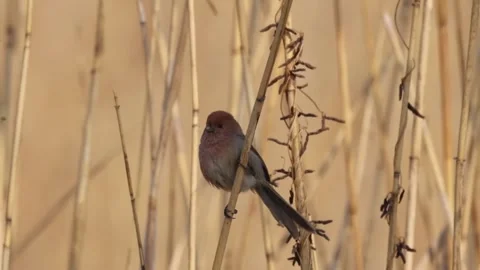 Small bird perched on a dry reed stalk in a wetland habitat Stock Footage 335491955
