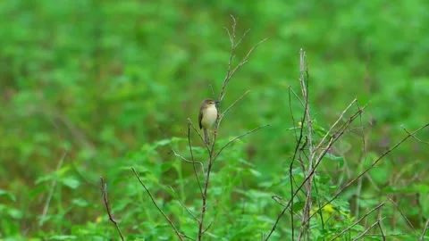 Small bird perched on dry shrub Stock Footage 322726354