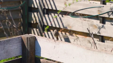 Small bird perched on edge of wooden compost bin in garden Stock Footage 337866737