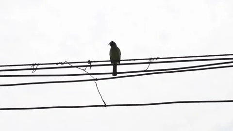 Small bird perched on electrical power lines against an overcast sky background Stock Footage 342226222
