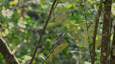 Small bird perched on forest branch in lush green woodland. Video stock 303815146
