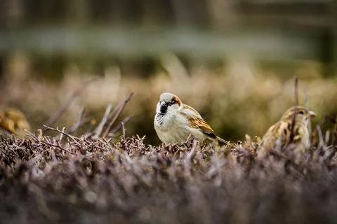 Small Bird Perched on Grass-Covered Field Stock Photos