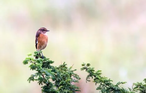 Small Bird Perched on Green Leaf Branch Stock Photos