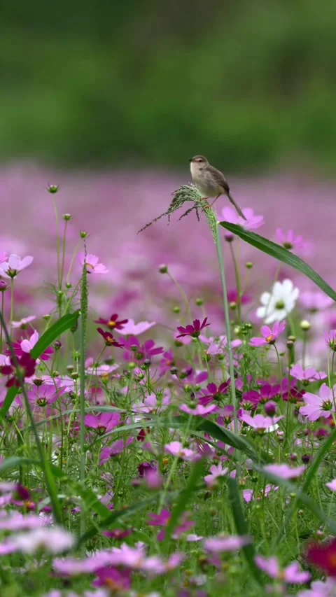 A small bird perched on a green stem in a field of blooming cosmos flowers Stock-Footage 334635522