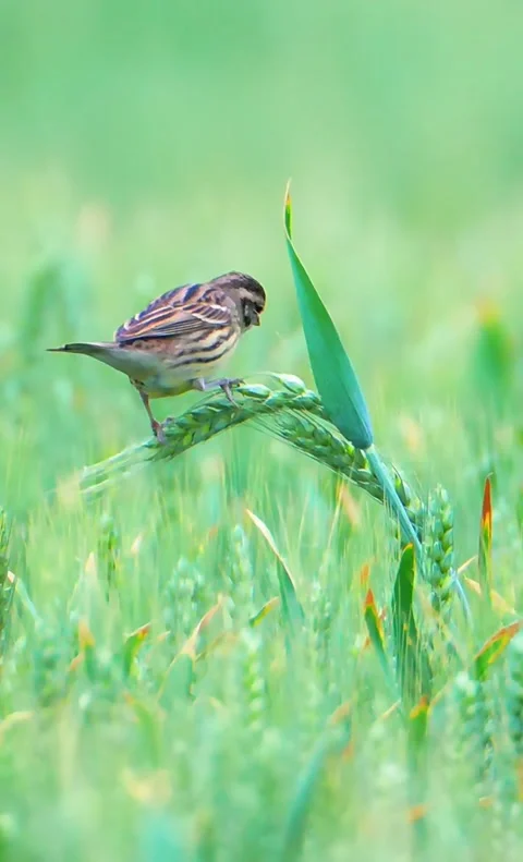 A small bird perched on a green wheat stalk in a field Stock Footage 335249241