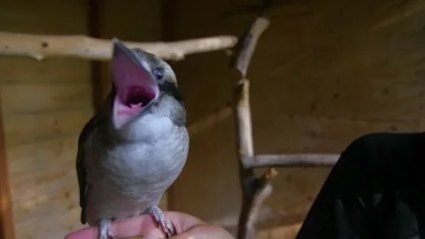 Small Bird perched on hand screeching at camera Stock Footage 84479168