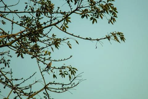 Small bird perched on large tree branches against clear blue sky. Stock Photos