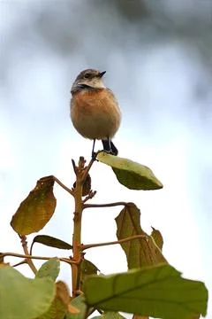 Small Bird Perched on Leafy Branch Stock Photos