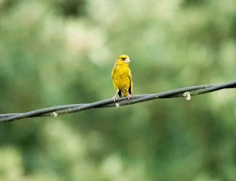 A small bird perched on a light cable Stock Photos