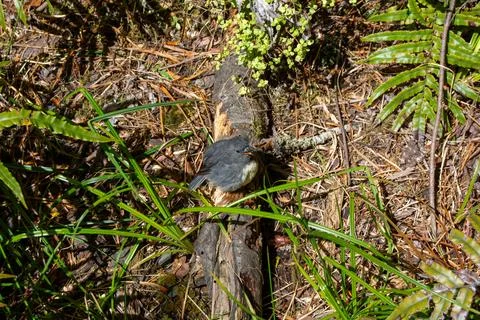 Small Bird Perched on Log in Forest Stock Photos