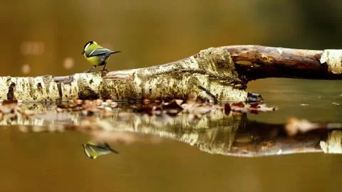 Small bird perched on a log over water reflecting in autumn. Stock-Footage 341068192