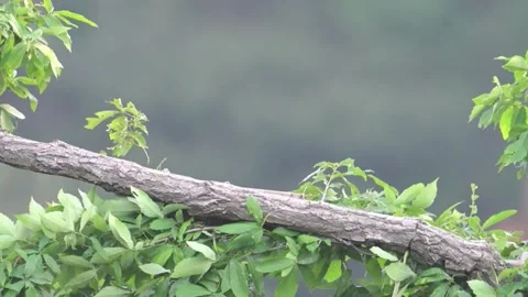 Small Bird Perched on a Lush Green Branch in Natural Habitat, China Stock Footage 337276127