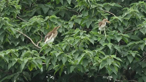 Small Bird Perched on Lush Green Tree Foliage in Nature Stock Footage 341366964