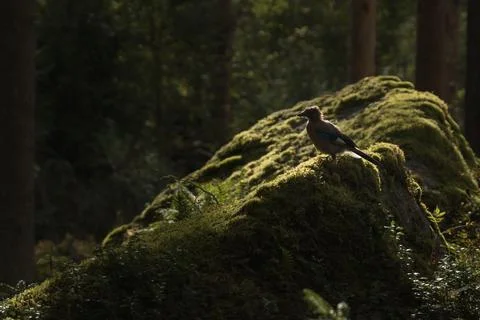 A small bird perched on a moss-covered rock in a forest, capturing the calm.. Foto stock