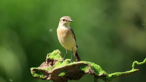A small bird perched on a mossy branch in a natural green environment Vídeos de archivo 334635118