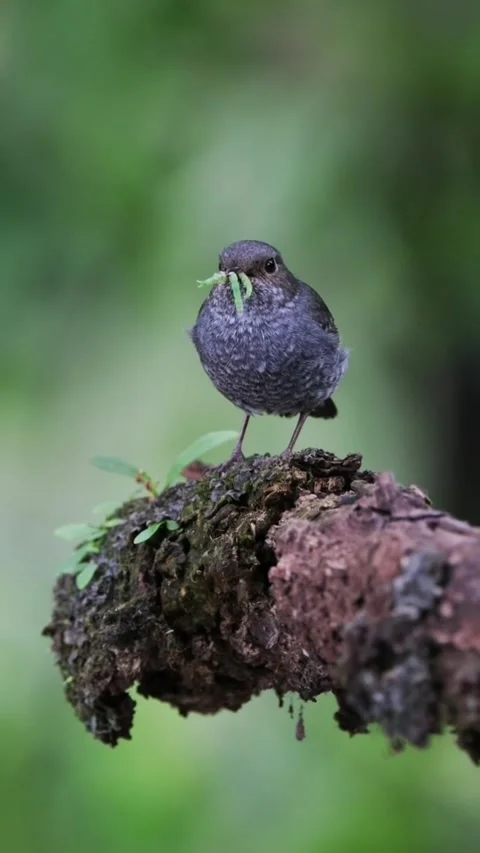 A small bird perched on a mossy branch holding a green caterpillar Видео 334824233