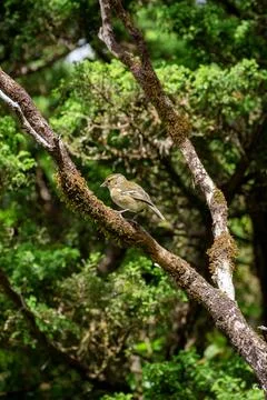 Small bird perched on a mossy tree branch surrounded by lush green foliage Stock Photos