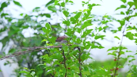 Small bird perched on a mulberry tree branch with green leaves Vídeos de archivo 341930317