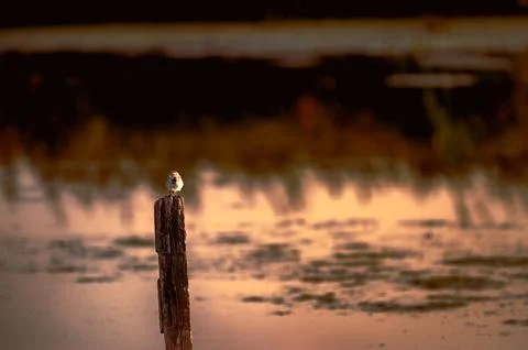 Small bird perched on post by lake at sunset Stock Photos