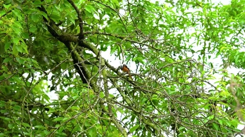 Small bird perched on rain-soaked branches in a lush green forest setting Stock Footage 342229427