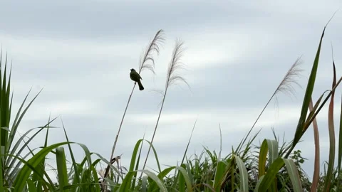 Small Bird Perched on Reed Grass Against Overcast Sky Stock Footage 340148587