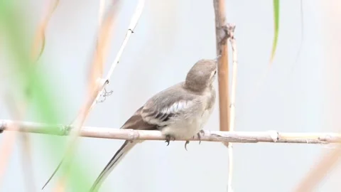 A small bird perched on a reed stem in a natural habitat 스톡 동영상 336033618