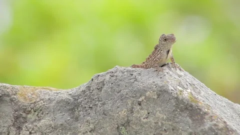 A small bird perched on a rock Video stock 155356431