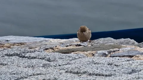 Small bird perched on a rocky coastal shore Stock Footage 300242838