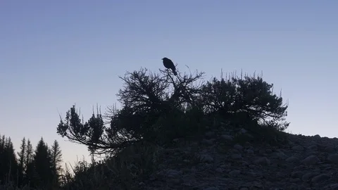 Small Bird Perched on Sagebrush at Dawn Stock Footage 85370978