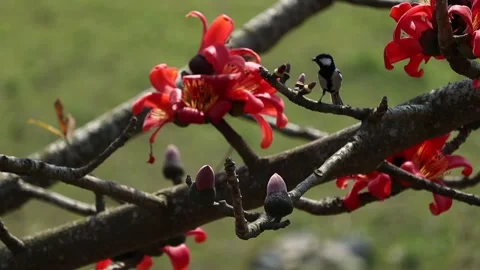 Small bird perched on silk cotton tree branch with red blossoms Stock Footage 330705182