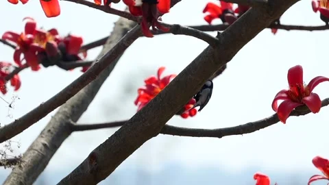 Small bird perched on silk cotton tree branch with red flowers Stock Footage 330705384