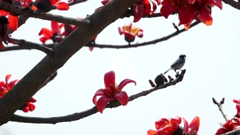 Small bird perched on silk cotton tree branch with blooming red flowers Video stock 330705428