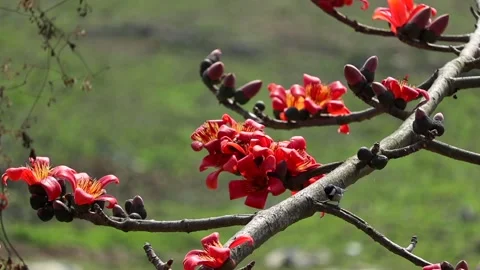 Small bird perched on silk cotton tree branch with bright red blossoms Stock Footage 330705504