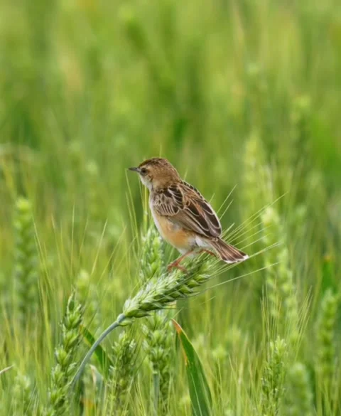 A small bird perched on a stalk of green wheat in a field Stock Footage 336033418