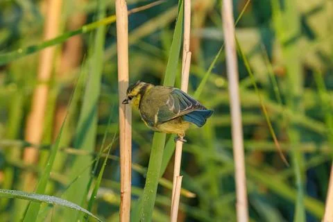 A small bird is perched on a stick in the grass Stock Photos