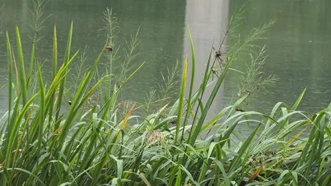 Small Bird Perched on Tall Riverside Grass Stock Footage 340758045