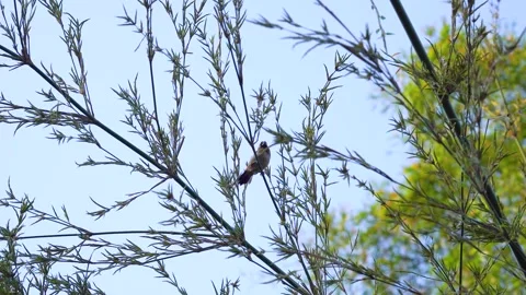 Small bird perched on thin bamboo branches swaying gently in the summer breeze Stock Footage 341997589