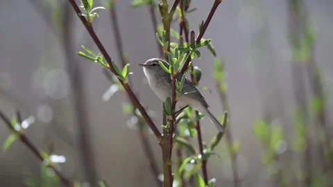 Small bird perched on a thin branch with green leaves in spring Stock Footage 335491244