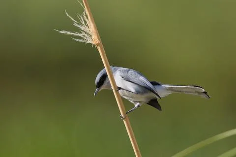 A small bird is perched on a thin, brown stick Stock Photos