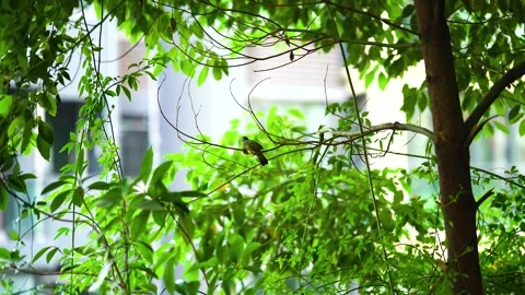 Small bird perched on a thin tree branch in a lush green garden Stock Footage 347038130