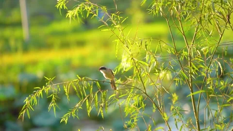 Small bird perched on a thin willow branch in a sunny garden Vídeos de archivo 342224177